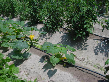 Garden Drip Irrigation Kits