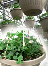 Hanging Basket Assemblies