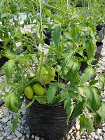 Black Grow Bag. See Clip Black Grow Bag. See Clip