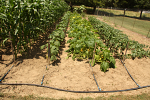 Poly as a header line in your garden Poly as a header line in your garden