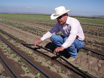 toro farmer in field toro farmer in field