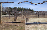 King Vineyard 2010 King Vineyard 2010