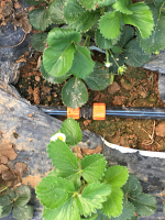 CPT-06-LSO in garden CPT-06-LSO in garden