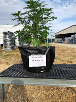 Poly Grow Bags Large Poly Grow Bags Large