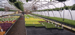 plastic av-bench tops in greenhouse plastic av-bench tops in greenhouse