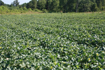 Montague's Watermelons Montague's Watermelons