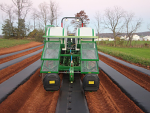 Planting Strawberries in plastic with a machine. Planting Strawberries in plastic with a machine.