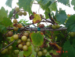 Tying up grapes Tying up grapes