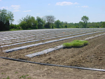 ready to plant ready to plant