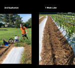 Walking Weed Wiper here at Berryhill  Walking Weed Wiper here at Berryhill