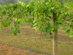Smith Vines Smith Vines