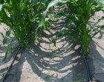 Drip on Corn Drip on Corn