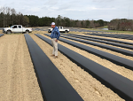 Plastic Mulch for John Pearce Logan Cattle Plastic Mulch for John Pearce Logan Cattle