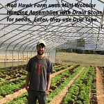 Hanging sprinklers over seed bed in high tunnel with Red Hawk Farm. Hanging sprinklers over seed bed in high tunnel with Red Hawk Farm.