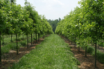 Nursery Trees on Typhoon Drip Tape  Nursery Trees on Typhoon Drip Tape