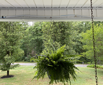 Hanging Basket fern irrigated on front porch - white tubing Hanging Basket fern irrigated on front porch - white tubing