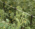Black mini-hook supporting short plants Black mini-hook supporting short plants