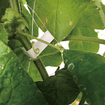 PW13 compostable Max taper on a vine PW13 compostable Max taper on a vine