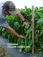 Plastic is used for many crops. Plastic is used for many crops.