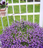 Shrubbler Spike in Pot Shrubbler Spike in Pot