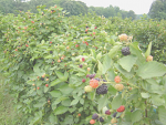 Great for blackberries Great for blackberries