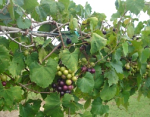 Great for grapes Great for grapes