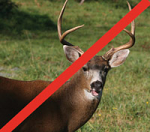 How many strawberries can a deer eat per minute?   Too many! How many strawberries can a deer eat per minute?   Too many!