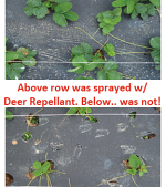 Strawberries Sprayed and Not Sprayed Comparison Strawberries Sprayed and Not Sprayed Comparison