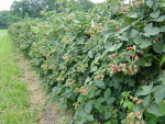 DNH- Westmoreland Berry DNH- Westmoreland Berry