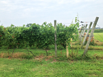 Sanctuary Vineyard Sanctuary Vineyard