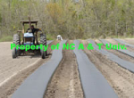Pliant Mulch Film being laid at NC A & T Pliant Mulch Film being laid at NC A & T