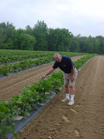 Joe at Dodd's Farm with black plastic mulch Joe at Dodd's Farm with black plastic mulch