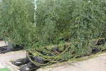greenhouse grown hothouse tomatoes in bags greenhouse grown hothouse tomatoes in bags