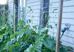 Beans on Trellis in Raised Bed Beans on Trellis in Raised Bed