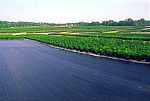 Nursery on Weed Barrier - Ground Cloth Nursery on Weed Barrier - Ground Cloth