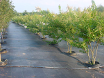 Nursery Trees on Weed Barrier - Ground Cloth Nursery Trees on Weed Barrier - Ground Cloth