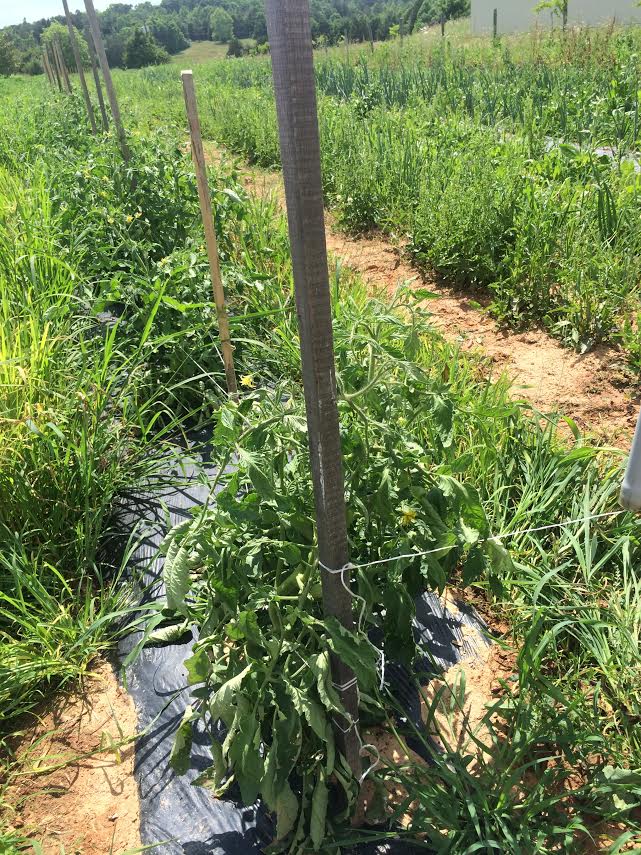 Tomato Twine Tier for tying up plants in the garden or field. Florida Weave  Method.