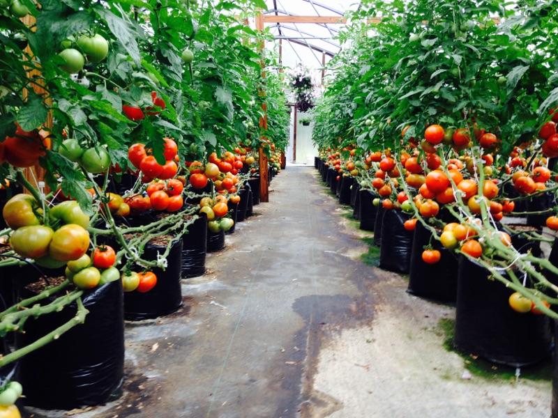 100~500X Tomato and Veggie Garden Plant Support Clips Trellis Twine Greenhouse 