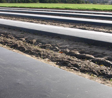Photo Degradable Black Plastic Mulch 0.6 mil Embossed 4 ft x 6000 ft Cucumbers 