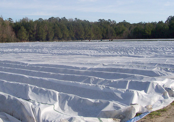 GG-20 0.6 oz (10' to 50' widths) is a Lightweight Frost and Insect Cloth-Cover.  Protects down to 27 degrees F. GG-20 0.6 oz (10' to 50' widths) is a Lightweight Frost and Insect Cloth-Cover.  Protects down to 27 degrees F.