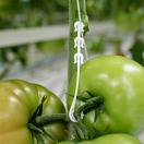 Tomato Support Hooks and mini-hooks. Hold up plants and support heavy clusters.  Tomato Support Hooks and mini-hooks. Hold up plants and support heavy clusters.