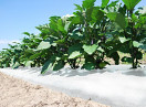 BIO 360 White on Black - Compostable Plastic Mulch Film Degrades Naturally in various widths BIO 360 White on Black - Compostable Plastic Mulch Film Degrades Naturally in various widths