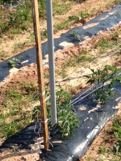 TWINE TIER-- Tomato Twine Tier for Tying Plants with String in Garden or Field