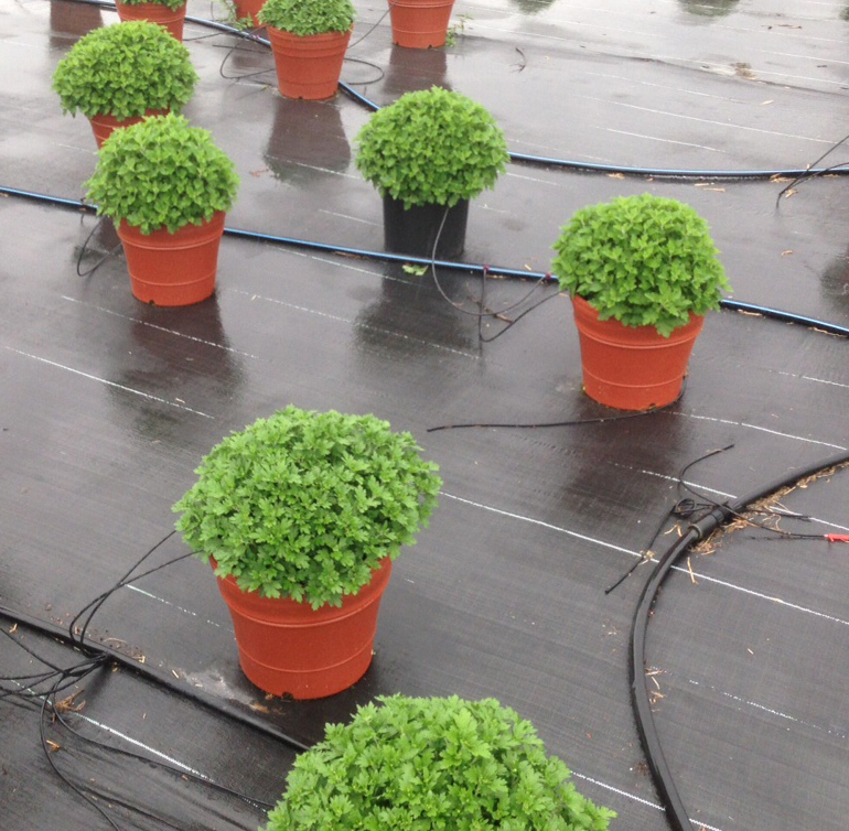 Nursery Ground Cloth Thenurseries Weed Landscaping Fabric And Edgers For Controlling Weeds In