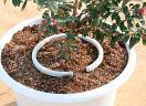 Netbow™ Container Irrigation Ring available in 5 inch and 10 inch rings.  Netbow™ Container Irrigation Ring available in 5 inch and 10 inch rings.