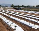 1.25 mil -White on Black - Embossed Plastic Mulch in various widths. 1.25 mil -White on Black - Embossed Plastic Mulch in various widths.
