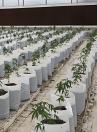 Poly Grow Bags- Black or White - Grow hemp, tomatoes, peppers, cucumbers  (3, 6, 8 and 11 Gallon) Poly Grow Bags- Black or White - Grow hemp, tomatoes, peppers, cucumbers  (3, 6, 8 and 11 Gallon)