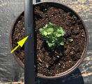 Space-It Dripline. 5/8"  8 Mil 18" or 24" Spacing Drip Tape with Markings for spacing your pots.  By Netafim #06SL8636.4DM-24 Space-It Dripline. 5/8"  8 Mil 18" or 24" Spacing Drip Tape with Markings for spacing your pots.  By Netafim #06SL8636.4DM-24