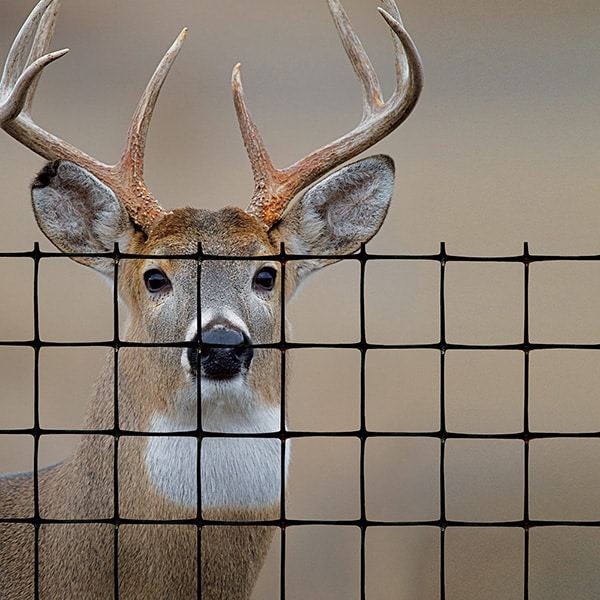 This is a picture of Deer behind a Tenax Deer Fence.