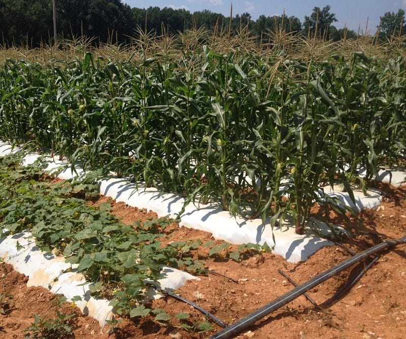 Home Berry Hill Drip